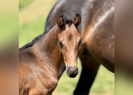 Deutsches Sportpferd, Hengst, 1 Jahr, Brauner