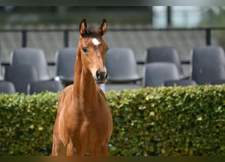 Deutsches Sportpferd, Hengst, 1 Jahr, Brauner