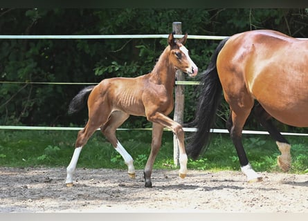 Deutsches Sportpferd, Hengst, 1 Jahr, Brauner