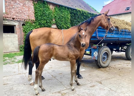 Deutsches Sportpferd, Hengst, 1 Jahr, Brauner