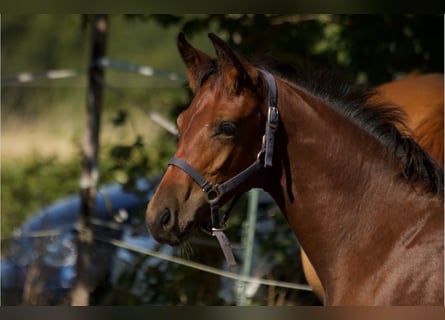 Deutsches Sportpferd, Hengst, 1 Jahr, Dunkelbrauner