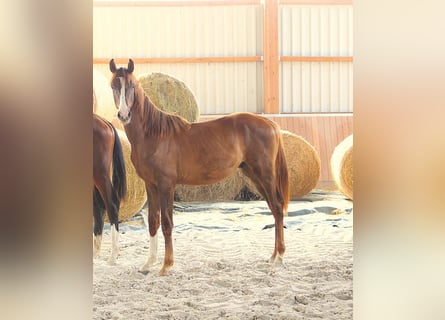 Deutsches Sportpferd, Hengst, 1 Jahr, Dunkelfuchs