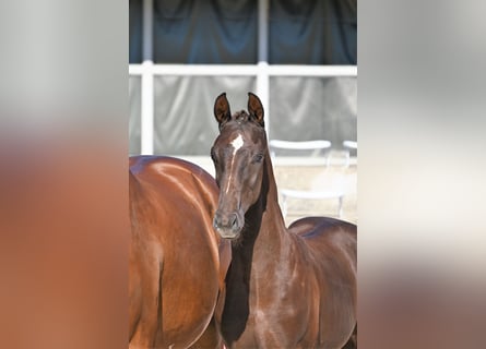 Deutsches Sportpferd, Hengst, 1 Jahr, Dunkelfuchs