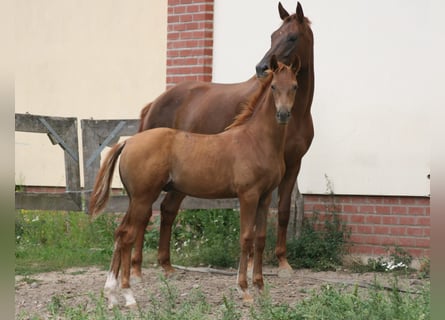 Deutsches Sportpferd, Hengst, 1 Jahr, Fuchs