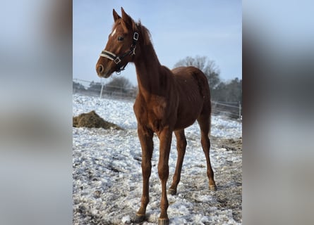 Deutsches Sportpferd, Hengst, 1 Jahr, Fuchs