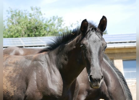 Deutsches Sportpferd, Hengst, 1 Jahr, Rappe