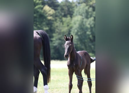 Deutsches Sportpferd, Hengst, 1 Jahr, Schwarzbrauner