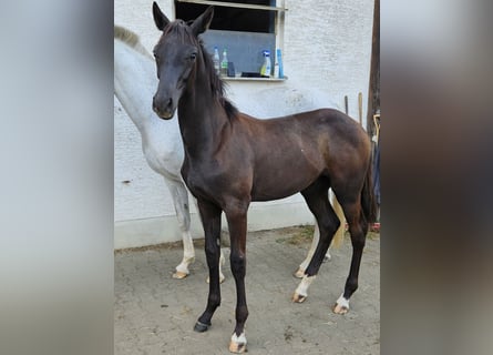 Deutsches Sportpferd, Hengst, 1 Jahr