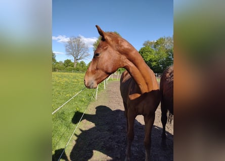 Deutsches Sportpferd, Hengst, 2 Jahre, 162 cm, Fuchs