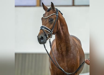 Deutsches Sportpferd, Hengst, 2 Jahre, 166 cm, Brauner