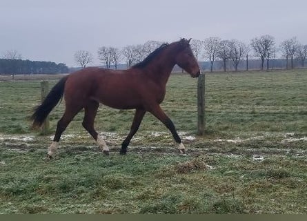 Deutsches Sportpferd, Hengst, 2 Jahre, 168 cm, Brauner