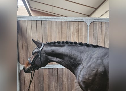 Deutsches Sportpferd, Hengst, 2 Jahre, 168 cm, Dunkelbrauner