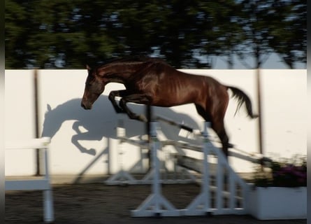 Deutsches Sportpferd, Hengst, 2 Jahre, 169 cm, Brauner