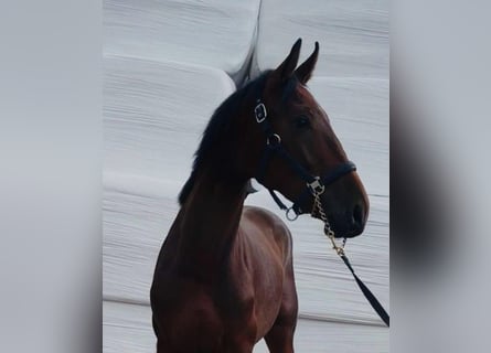 Deutsches Sportpferd, Hengst, 2 Jahre, 170 cm, Brauner