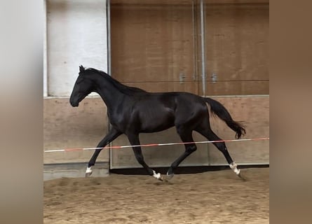 Deutsches Sportpferd, Hengst, 2 Jahre, 170 cm, Rappe