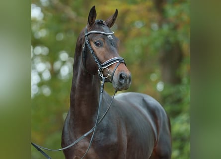 Deutsches Sportpferd, Hengst, 2 Jahre, Dunkelbrauner