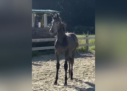 Deutsches Sportpferd, Hengst, 2 Jahre, Schimmel