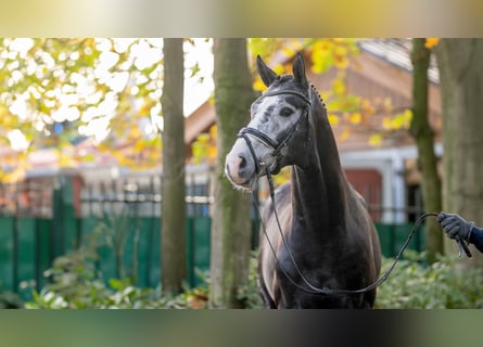 Deutsches Sportpferd, Hengst, 2 Jahre, Schimmel