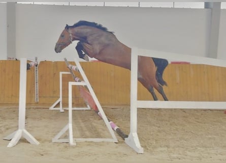 Deutsches Sportpferd, Hengst, 3 Jahre, 156 cm, Brauner