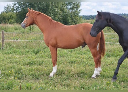 Deutsches Sportpferd, Hengst, 3 Jahre, 160 cm, Fuchs