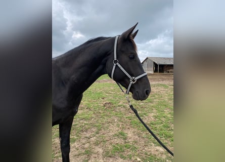 Deutsches Sportpferd, Hengst, 3 Jahre, 166 cm, Rappe