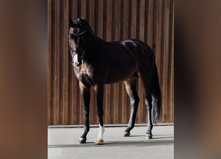 Deutsches Sportpferd, Hengst, 3 Jahre, 167 cm, Dunkelbrauner