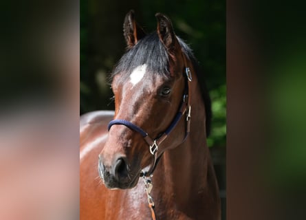 Deutsches Sportpferd, Hengst, 3 Jahre, 168 cm, Brauner