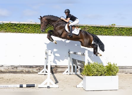 Deutsches Sportpferd, Hengst, 3 Jahre, 168 cm, Rotbrauner