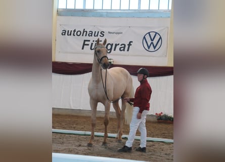 Deutsches Sportpferd, Hengst, 3 Jahre, 172 cm, Palomino