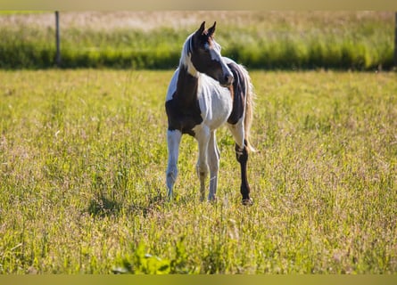 Deutsches Sportpferd, Hengst, 3 Jahre, 172 cm, Schecke