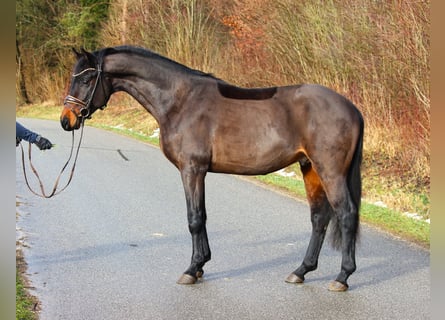 Deutsches Sportpferd, Hengst, 4 Jahre, 163 cm, Dunkelbrauner