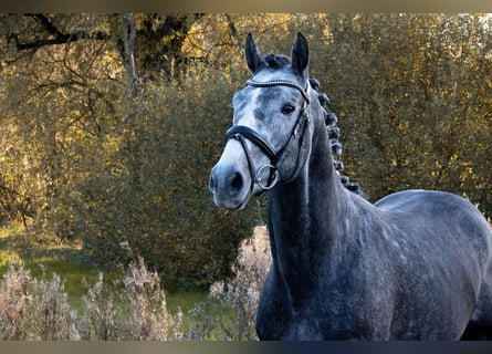 Deutsches Sportpferd, Hengst, 4 Jahre, 164 cm, Schimmel