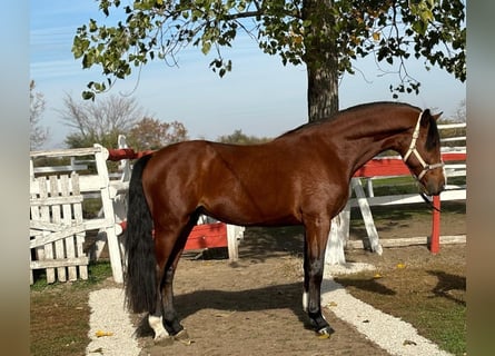 Deutsches Sportpferd, Hengst, 4 Jahre, 167 cm, Brauner