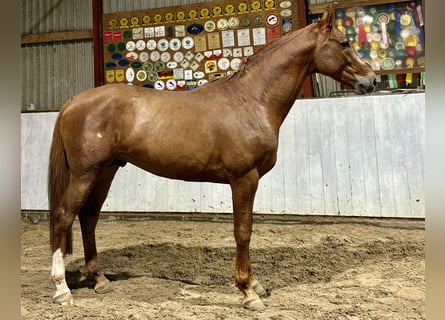 Deutsches Sportpferd, Hengst, 4 Jahre, 167 cm, Fuchs