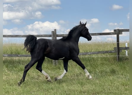 Deutsches Sportpferd, Hengst, 4 Jahre, 167 cm, Rappe