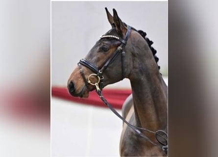 Deutsches Sportpferd, Hengst, 4 Jahre, 168 cm, Brauner