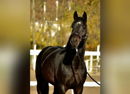Deutsches Sportpferd, Hengst, 4 Jahre, 170 cm, Brauner