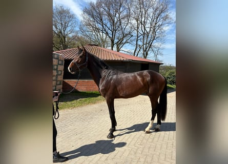 Deutsches Sportpferd, Hengst, 4 Jahre, 174 cm, Brauner