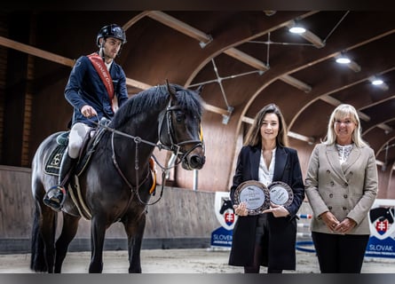 Deutsches Sportpferd, Hengst, 5 Jahre, 165 cm, Brauner