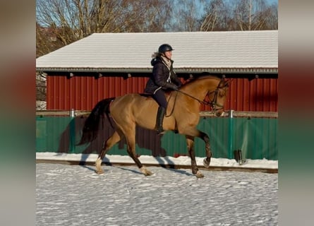 Deutsches Sportpferd, Hengst, 5 Jahre, 168 cm, Brauner