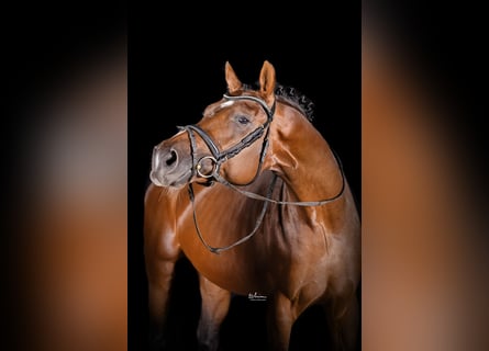 Deutsches Sportpferd, Hengst, 5 Jahre, 173 cm, Brauner