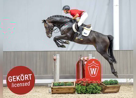 Deutsches Sportpferd, Hengst, 5 Jahre, 173 cm, Dunkelbrauner