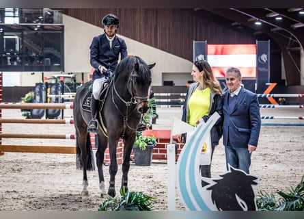 Deutsches Sportpferd, Hengst, 6 Jahre, 164 cm, Brauner