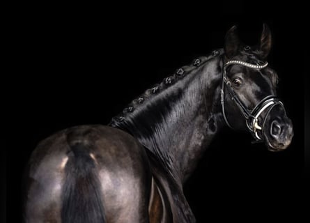 Deutsches Sportpferd, Hengst, 7 Jahre, 165 cm, Rappe