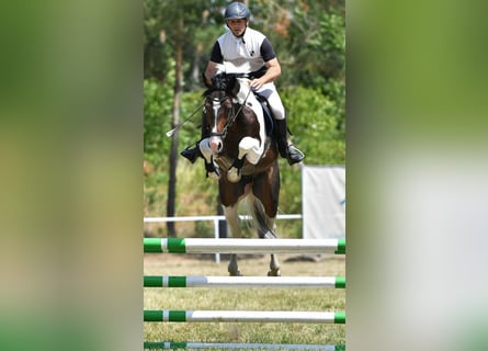 Deutsches Sportpferd, Hengst, 8 Jahre, 165 cm, Schecke