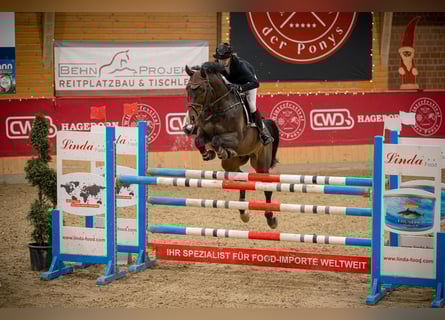 Deutsches Sportpferd, Hengst, 9 Jahre, 164 cm, Dunkelbrauner