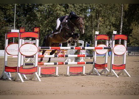 Deutsches Sportpferd, Hengst, 9 Jahre, 164 cm, Dunkelbrauner