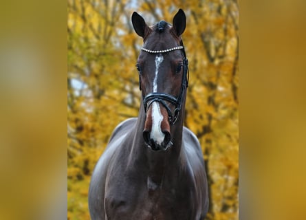 Deutsches Sportpferd, Hengst, 4 Jahre, 168 cm, Brauner