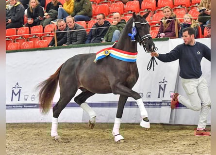 Deutsches Sportpferd, Hengst, 3 Jahre, 168 cm, Dunkelbrauner