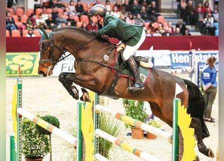 Deutsches Sportpferd, Hengst, 15 Jahre, 167 cm, Dunkelbrauner